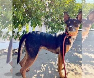 Maddox *Courtesy Post* - Male Miniature Pinscher Dog for Adoption - Photo #2
