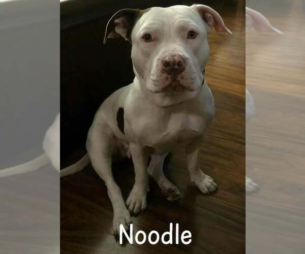 Medium Photo #1 Mutt Puppy For Sale in Waterloo, IA, USA