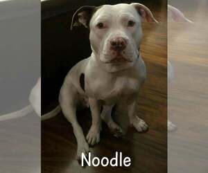 Mutt Dogs for adoption in Waterloo, IA, USA