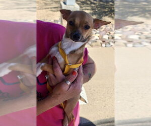 Cinnabon - Female Chihuahua Dog for Adoption - Photo #4