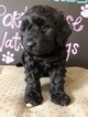 Puppy 3 Portuguese Water Dog