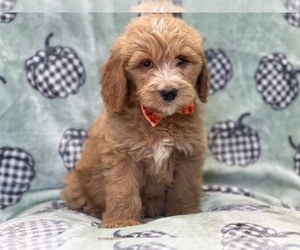 Goldendoodle Puppy for sale in LAKELAND, FL, USA