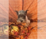Small Photo #4 Schnauzer (Miniature) Puppy For Sale in WEST BRANCH, IA, USA