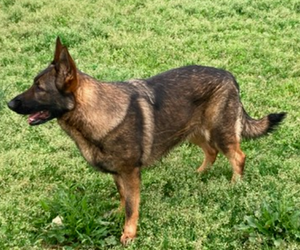 Mother of the German Shepherd Dog puppies born on 11/03/2025