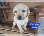 Small #2 Labrador Retriever