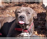 Small American Pit Bull Terrier-Bulldog Mix