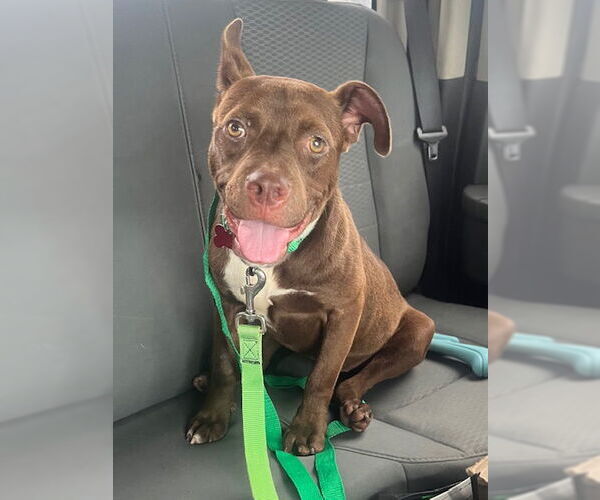 Medium Photo #5 Mutt Puppy For Sale in Mount Laurel, NJ, USA
