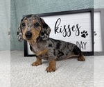Small #4 Dachshund