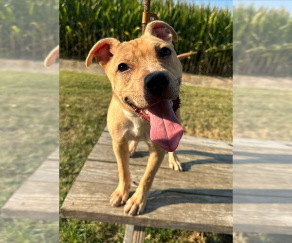 Medium Photo #2 Bullboxer Pit Puppy For Sale in Evansville, IN, USA