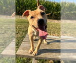 Small #1 Bullboxer Pit