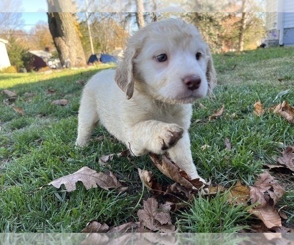 Medium Photo #1 Labradoodle Puppy For Sale in MERIDEN, CT, USA