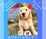 Small Photo #3 Goldendoodle Puppy For Sale in HAMPSTEAD, NC, USA