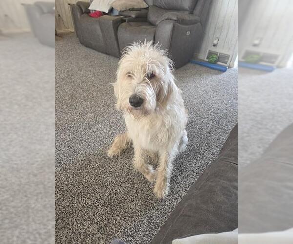 Medium Photo #1 Labrador Retriever-Unknown Mix Puppy For Sale in Ogden, UT, USA