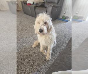 Labrador Retriever-Unknown Mix Dogs for adoption in Ogden, UT, USA