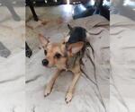 Small Chihuahua Mix