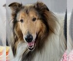 Small #1 Collie