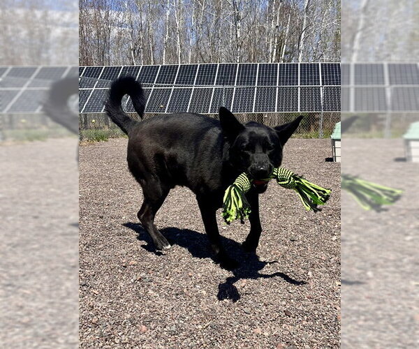 Medium Photo #3 German Shepherd Dog Puppy For Sale in Webster, WI, USA