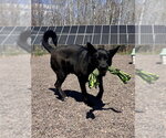 Small #2 German Shepherd Dog