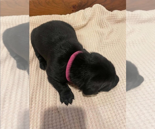 Medium Photo #4 Labrador Retriever Puppy For Sale in BARRON, WI, USA