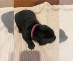 Puppy Drk pink collar Labrador Retriever