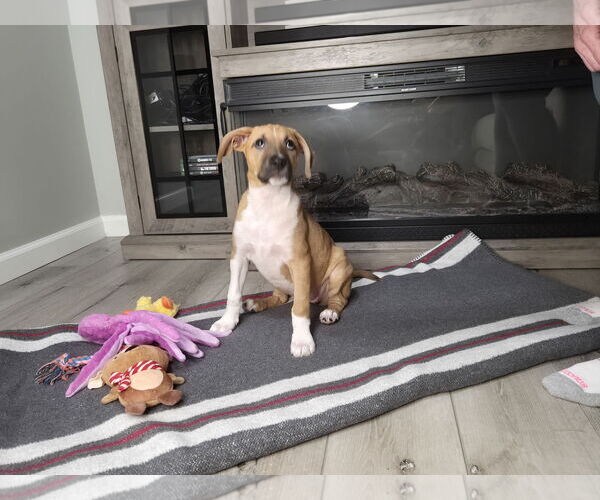 Medium Photo #2 Labrador Retriever-Unknown Mix Puppy For Sale in Plainfield, IL, USA