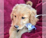 Small Photo #4 Goldendoodle Puppy For Sale in HARRISONBURG, VA, USA
