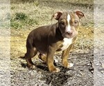 Puppy Spearhead American Bully-American Pit Bull Terrier Mix
