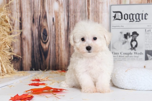 Medium Photo #4 Bichon Frise Puppy For Sale in BEL AIR, MD, USA