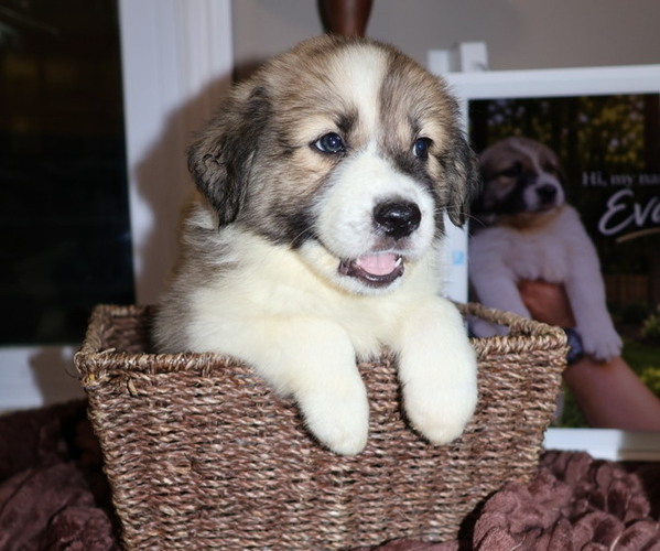 Medium Photo #1 Aussie Pyrenees Puppy For Sale in LEXINGTON, SC, USA
