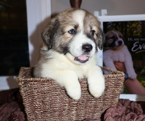 Aussie Pyrenees Puppy for sale in LEXINGTON, SC, USA