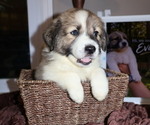 Litter of 10 - Male(s) and Female(s) Aussie PyreneesLitter of Puppies for Sale - Small photo