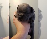 Small Photo #9 French Bulldog Puppy For Sale in ADRIAN, MI, USA