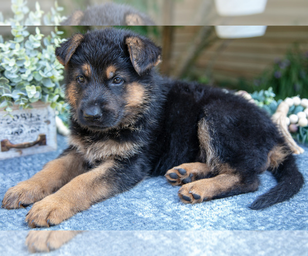 Medium Photo #3 German Shepherd Dog Puppy For Sale in MANTON, MI, USA
