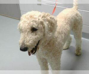 Poodle (Standard) Dogs for adoption in St. Cloud, FL, USA