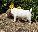 Small #2 Jack Russell Terrier