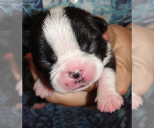 Boston Terrier Puppy for sale in WILSONVILLE, OR, USA