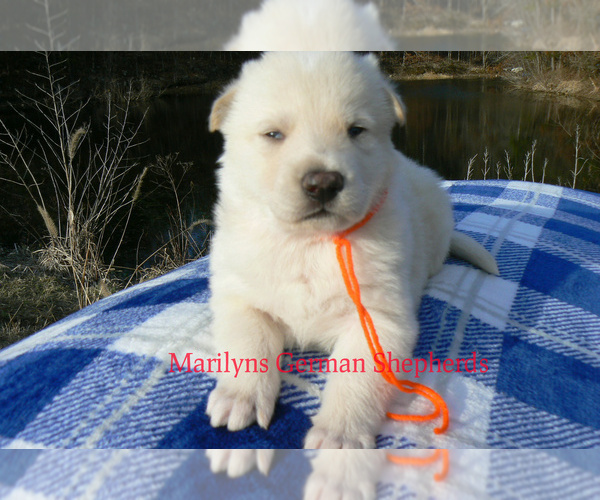 Medium Photo #4 German Shepherd Dog Puppy For Sale in PIEDMONT, MO, USA