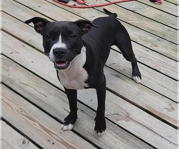 Medium Photo #5 Mutt Puppy For Sale in Murfreesboro, NC, USA