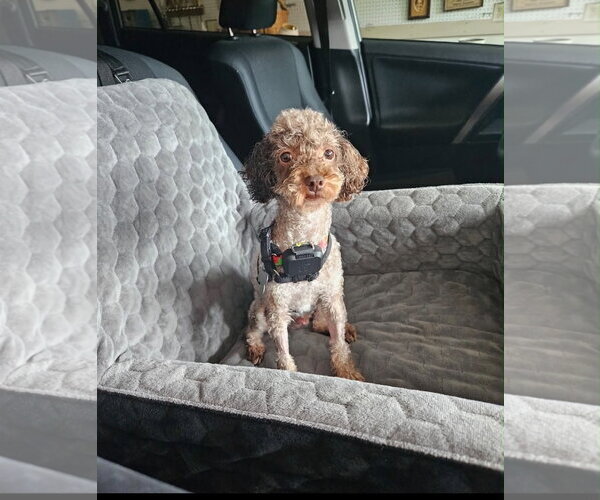 Medium Photo #3 Poodle (Miniature) Puppy For Sale in Holly Springs, NC, USA