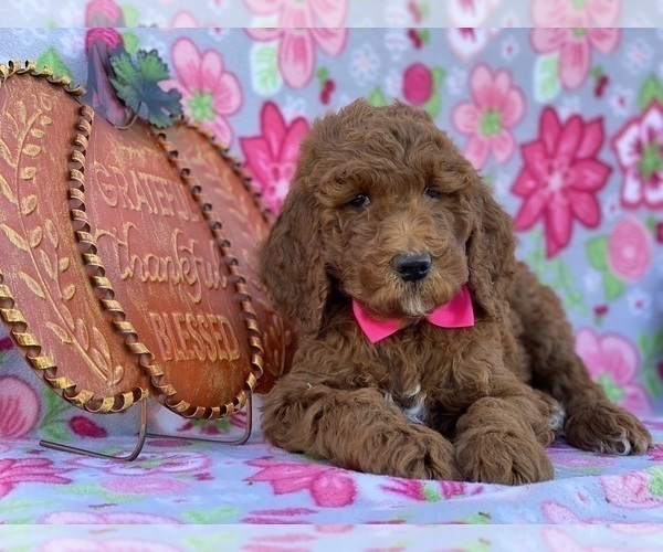 Full screen Photo #3 Poodle (Standard) Puppy For Sale in LANCASTER, PA, USA