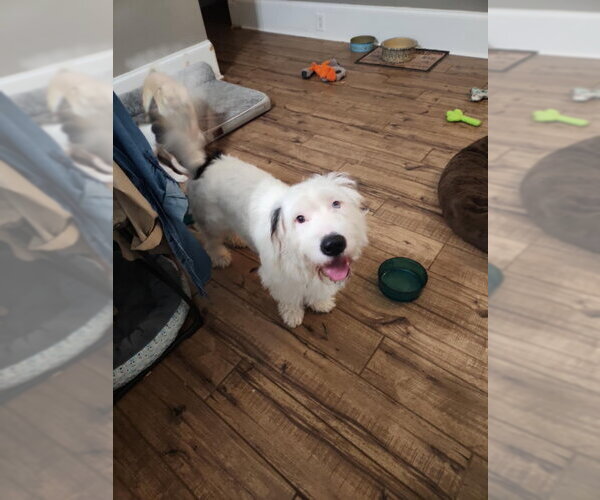 Medium Photo #2 Bassetoodle Puppy For Sale in Fairfax, VA, USA