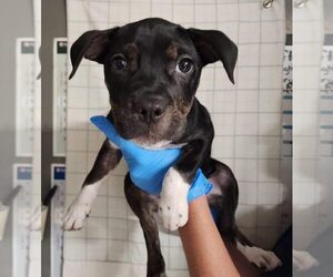 American Pit Bull Terrier Dogs for adoption in Evansville, IN, USA