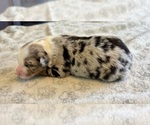 Small Photo #64 Australian Shepherd Puppy For Sale in SALISBURY, NC, USA