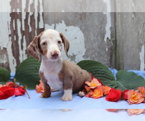 Dachshund Puppy for sale in SHILOH, OH, USA