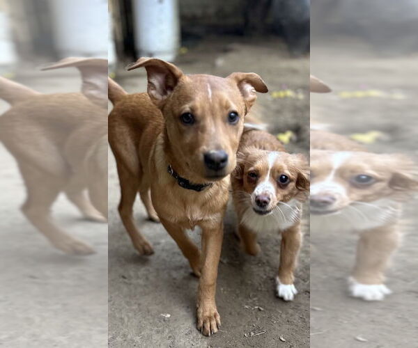 Medium Photo #6 Carolina Dog Puppy For Sale in San Diego, CA, USA