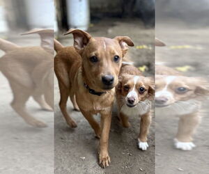 Lucky - Male Carolina Dog Dog for Adoption - Photo #6
