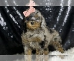 Small Photo #106 Poodle (Miniature) Puppy For Sale in WARSAW, IN, USA