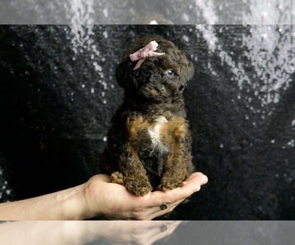 Medium Photo #3 Poodle (Miniature) Puppy For Sale in WARSAW, IN, USA