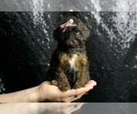 Small Photo #18 Poodle (Miniature) Puppy For Sale in WARSAW, IN, USA