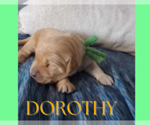 Golden Retriever Puppy for sale in ARIZONA CITY, AZ, USA